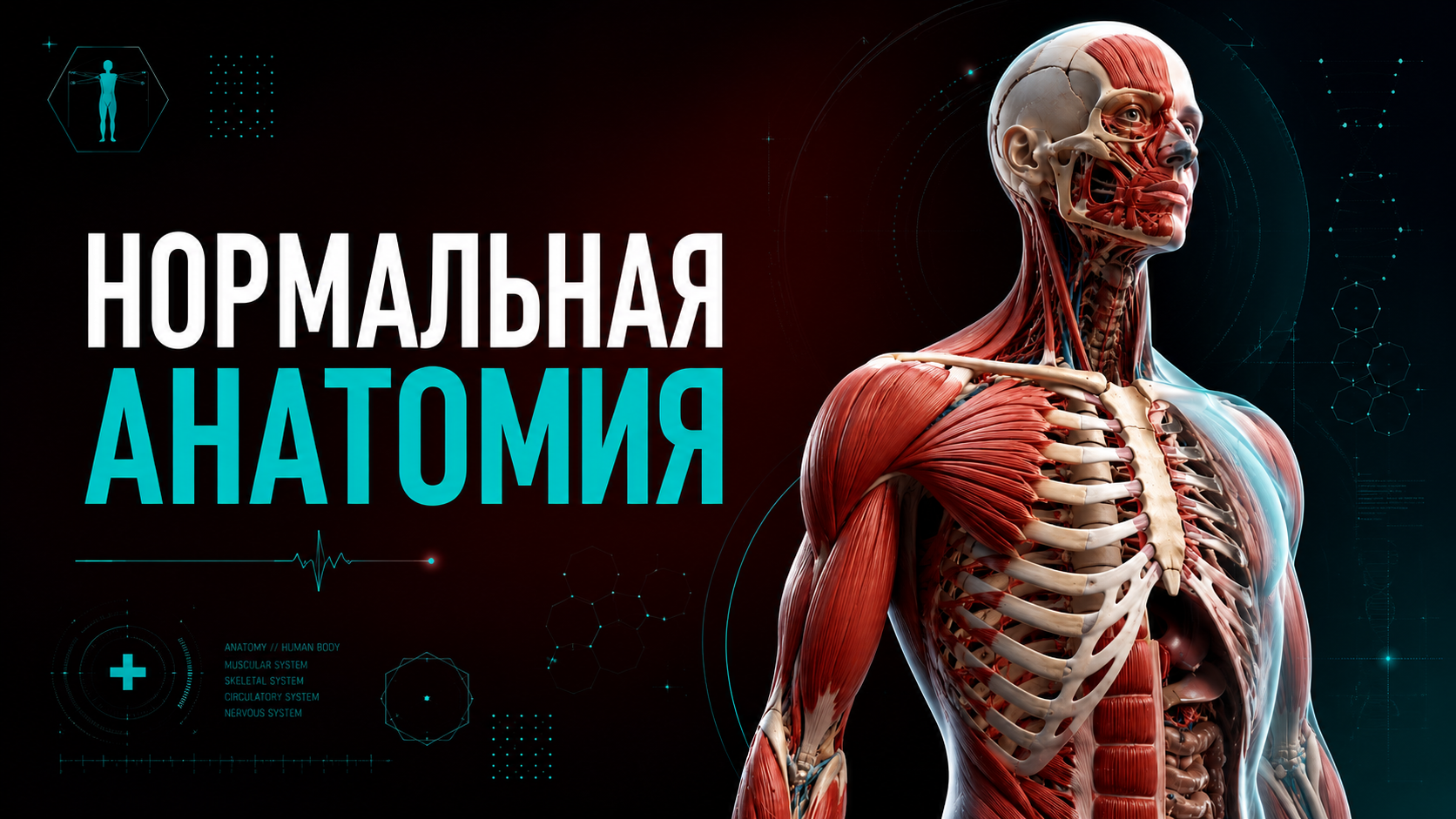 Нормальная Анатомия